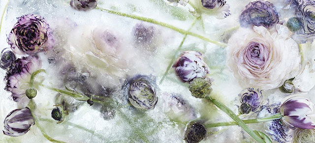 locked-in-the-ether-frozen-flowers-kenji-shibata-thumb640